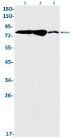 ELMO1 Antibody in Western Blot (WB)