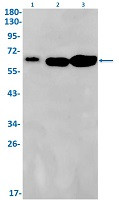 ELK1 Antibody in Western Blot (WB)