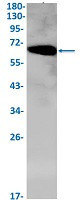 ELK1 Antibody in Western Blot (WB)