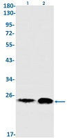 EIF4E Antibody in Western Blot (WB)