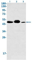 EIF4A3 Antibody in Western Blot (WB)
