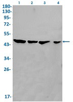 EIF4A1 Antibody in Western Blot (WB)