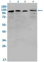 EIF3B Antibody in Western Blot (WB)