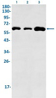EIF2A Antibody in Western Blot (WB)