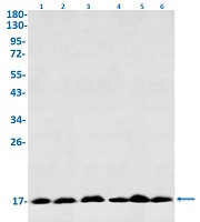 EIF1AX Antibody in Western Blot (WB)
