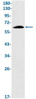 E2F4 Antibody in Western Blot (WB)