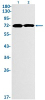 E2F1 Antibody in Western Blot (WB)