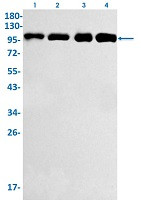 LIG4 Antibody in Western Blot (WB)