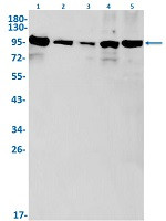 DISC1 Antibody in Western Blot (WB)