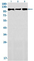 DGCR8 Antibody in Western Blot (WB)