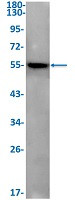 GSDME Antibody in Western Blot (WB)