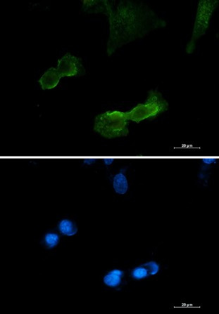 DCLK1 Antibody in Immunocytochemistry (ICC/IF)