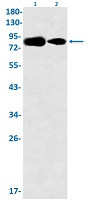 DBF4 Antibody in Western Blot (WB)