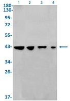 DAZAP1 Antibody in Western Blot (WB)