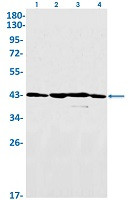 DAZAP1 Antibody in Western Blot (WB)
