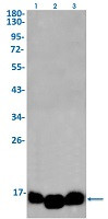DAP Antibody in Western Blot (WB)
