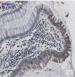 COX6C Antibody in Immunohistochemistry (Paraffin) (IHC (P))