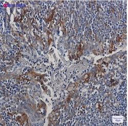 CST3 Antibody in Immunohistochemistry (Paraffin) (IHC (P))