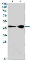 CCNE1 Antibody in Western Blot (WB)