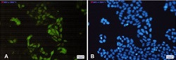 CCNA2 Antibody in Immunocytochemistry (ICC/IF)