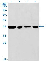 CXCR5 Antibody in Western Blot (WB)
