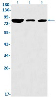 CUL3 Antibody in Western Blot (WB)