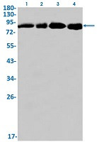 CUL2 Antibody in Western Blot (WB)