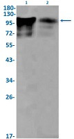 BCL11B Antibody in Western Blot (WB)