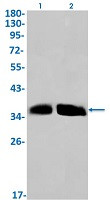 CCN2 Antibody in Western Blot (WB)