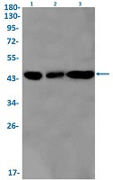 PCYT1A Antibody in Western Blot (WB)
