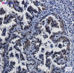 CREB1 Antibody in Immunohistochemistry (Paraffin) (IHC (P))
