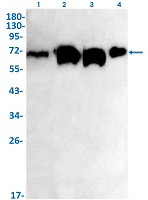 CPSF6 Antibody in Western Blot (WB)