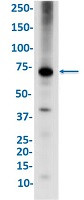PTGS2 Antibody in Western Blot (WB)