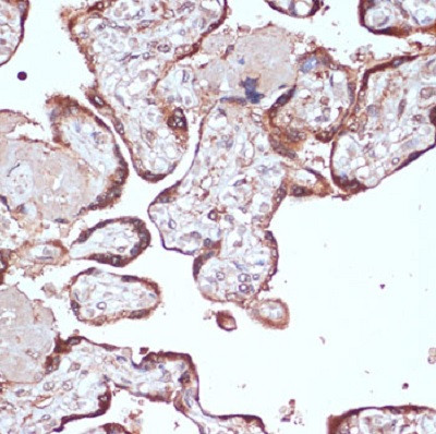 YAP Antibody in Immunocytochemistry (ICC/IF)