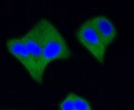 Active Caspase-3 Antibody in Immunocytochemistry (ICC/IF)