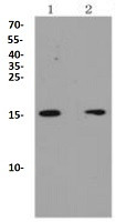 p16 ARC Antibody in Western Blot (WB)