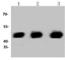 PHD1 Antibody in Western Blot (WB)