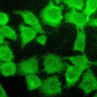 AKT Antibody in Immunocytochemistry (ICC/IF)