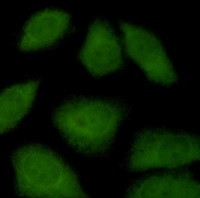 Importin 9 Antibody in Immunocytochemistry (ICC/IF)