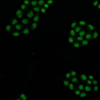 CDC46 Antibody in Immunocytochemistry (ICC/IF)