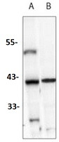 IKB alpha Antibody in Western Blot (WB)
