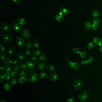 TCF6 Antibody in Immunocytochemistry (ICC/IF)
