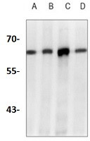 ABCE1 Antibody in Western Blot (WB)