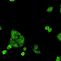 PGD Antibody in Immunocytochemistry (ICC/IF)