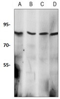 MLH1 Antibody in Western Blot (WB)