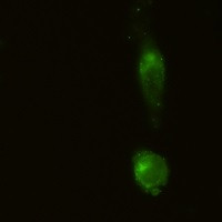CD91 Antibody in Immunocytochemistry (ICC/IF)