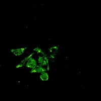 Caveolin 1 Antibody in Immunocytochemistry (ICC/IF)