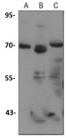 SOX9 Antibody in Western Blot (WB)