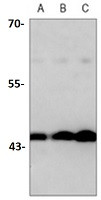 TGFB1 Antibody in Western Blot (WB)