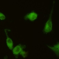 Hmox1 Antibody in Immunocytochemistry (ICC/IF)